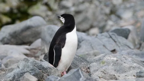 Chinstrap Penguin on the rocks Stock Footage 171966561