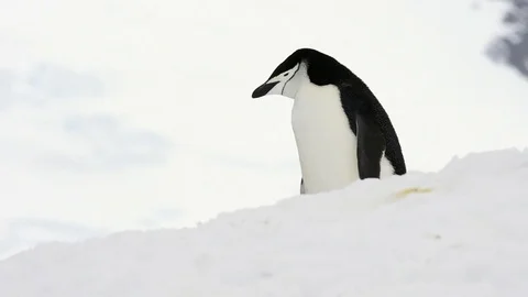 Chinstrap Penguin on the snow Stock Footage 71721851