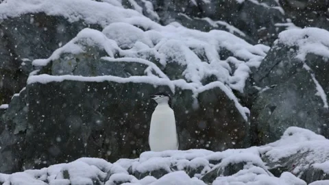 Chinstrap penguin stands alone on a snowy Antarctic rock ledge during falling Stockbeeldmateriaal 335375868