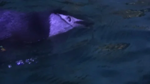 Chinstrap Penguin Swims Stock Footage 138723930
