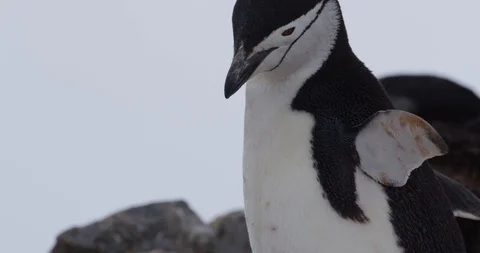 Chinstrap Penguin Vocalizing Kip Evans Stock-Footage 87756338