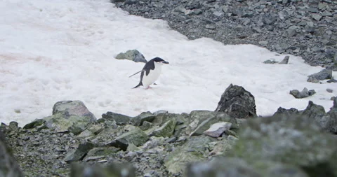Chinstrap Penguin Walking Across Patch of Snow Amid Rocky Antarctic Terrain Vídeos de archivo 312155915