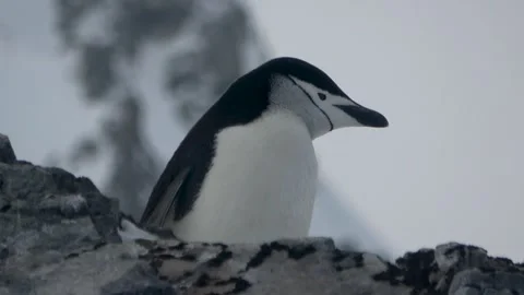 Chinstrap penguin walking and searching Antarctica, 4K Stock Footage 332394380