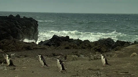 Chinstrap penguin walking in line Stock Footage 36450840