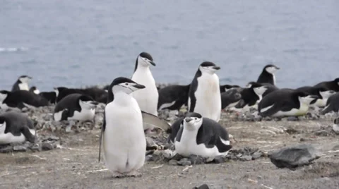 Chinstrap penguins. Antarctica 스톡 동영상 33606097