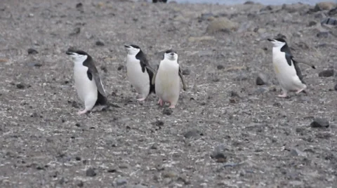 Chinstrap penguins. Antarctica 스톡 동영상 33606193