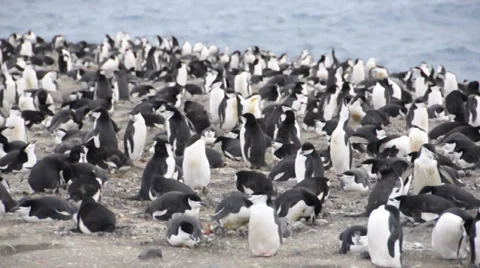 Chinstrap penguins. Antarctica 스톡 동영상 33606281