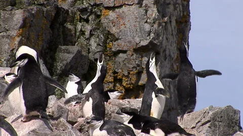 Chinstrap Penguins, Antarctica Stock Footage 46112515