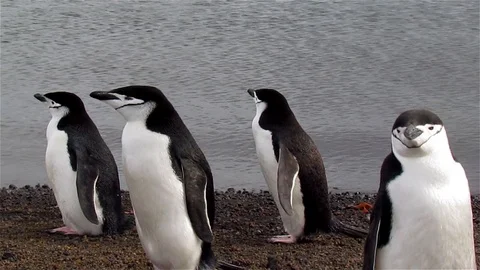 Chinstrap Penguins on the beach, Antarctica Stock Footage 125774656