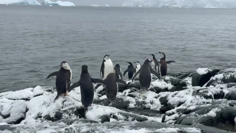 Chinstrap Penguins on the beach in Antarctica ready to go to water Stock Footage 308406680