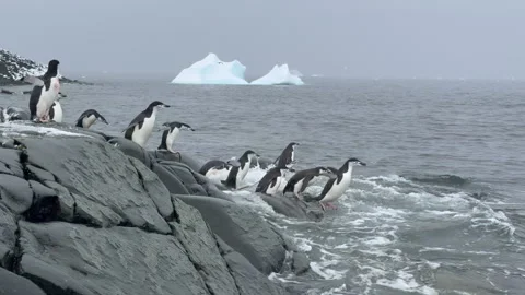 Chinstrap Penguins on the beach in Antarctica ready to go to water Stock Footage 308406934