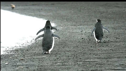 Chinstrap Penguins on the beach Stock Footage 88099069