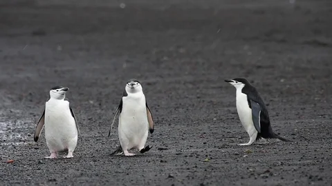 Chinstrap Penguins on the beach Stock-Footage 88286767