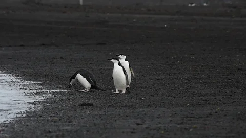 Chinstrap Penguins on the beach Stock Footage 90533568