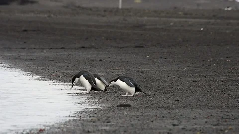 Chinstrap Penguins on the beach Stock Footage 90533850