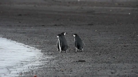 Chinstrap Penguins on the beach Stock Footage 90534385