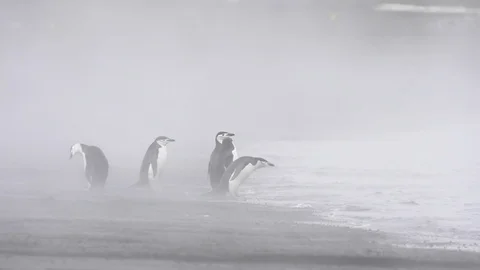Chinstrap Penguins on the beach Stock Footage 90535372