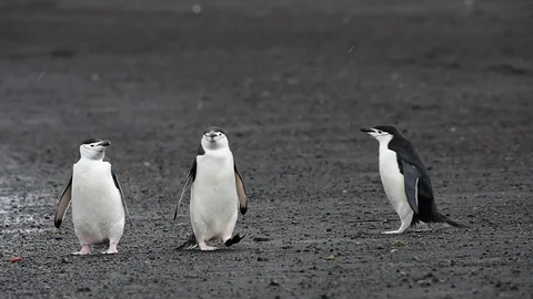 Chinstrap Penguins on the beach Stock Footage 90536660