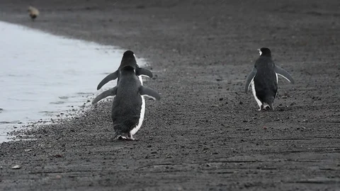 Chinstrap Penguins on the beach Stock Footage 90537025