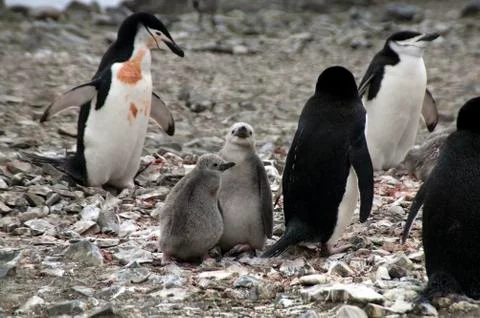 Chinstrap penguins with chicks Stock Photos