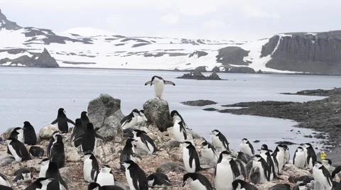 Chinstrap Penguins Stock Footage 54081517
