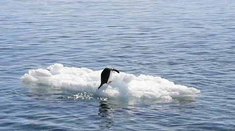 Chinstrap penguins on the ice Stock Footage 61515328