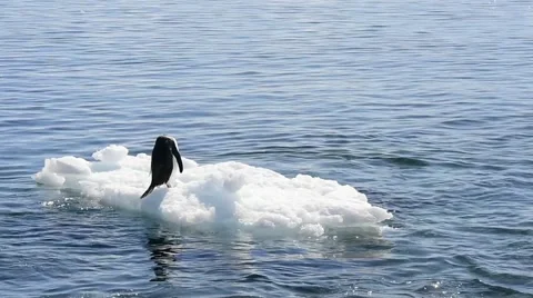 Chinstrap penguins on the ice Stock Footage 61515500
