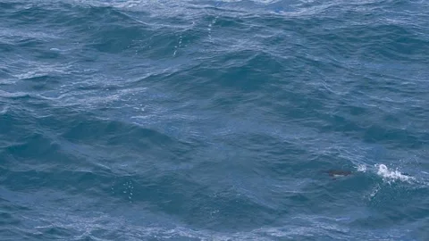Chinstrap Penguins Jumping Out of Water Slow Motion Incredible Cinematic Stock Footage 277913915