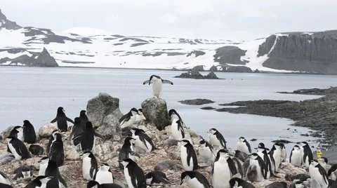 Chinstrap penguins on the nest Видео 61514226