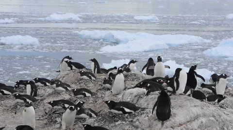 Chinstrap penguins on the nest Stock Footage 61525360