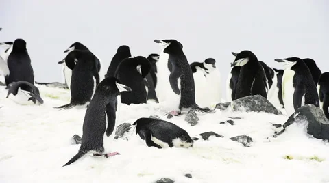 Chinstrap Penguins on the nest Stock Footage 62779063
