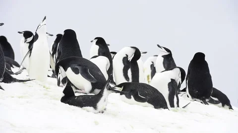 Chinstrap Penguins on the nest Stock Footage 62780285