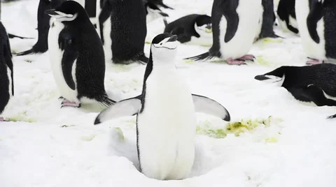 Chinstrap Penguins on the nest Stock Footage 62780542