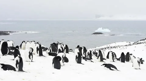 Chinstrap Penguins on the nest Stock Footage 62781470