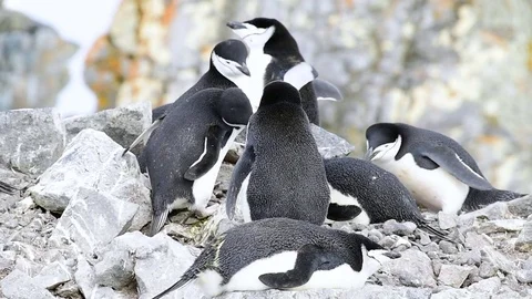 Chinstrap Penguins on the nest Stock Footage 73749445