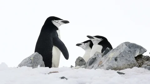 Chinstrap Penguins on the nest Stock Footage 73750105