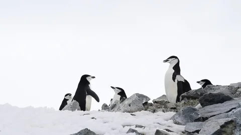 Chinstrap Penguins on the nest Stock Footage 74502203