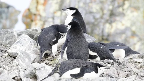 Chinstrap Penguins on the nest Stock Footage 74502364