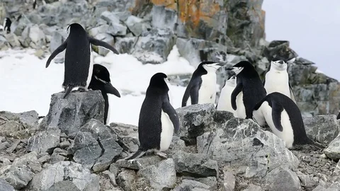 Chinstrap Penguins on the nest Stock Footage 74502456