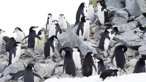 Chinstrap Penguins on the nest Stock Footage 74993409