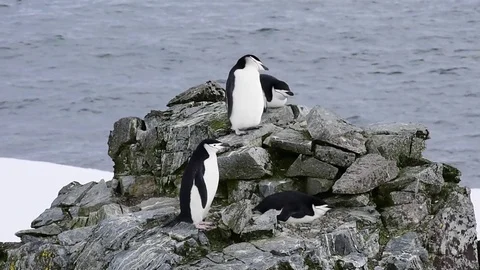 Chinstrap Penguins on the nest Stock Footage 74995083