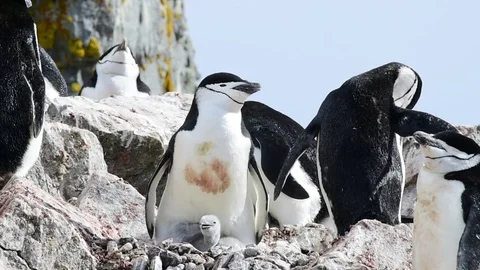 Chinstrap Penguins on the nest Stock Footage 74995565