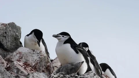 Chinstrap Penguins on the nest Stock Footage 75024627