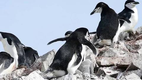 Chinstrap Penguins on the nest Stock Footage 75296866