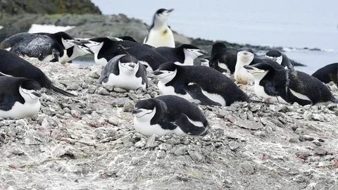 Chinstrap Penguins on the nest Stock Footage 75363214