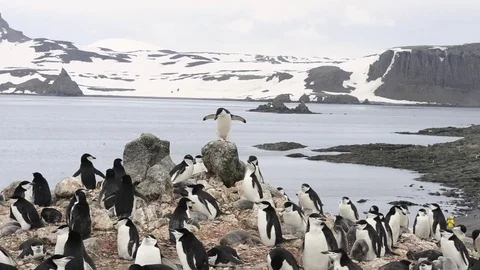 Chinstrap Penguins on the nest Stock Footage 76627636