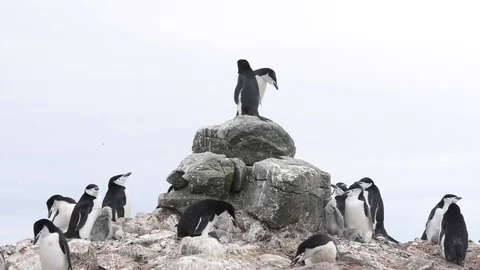 Chinstrap Penguins on the nest Stock Footage 76627765