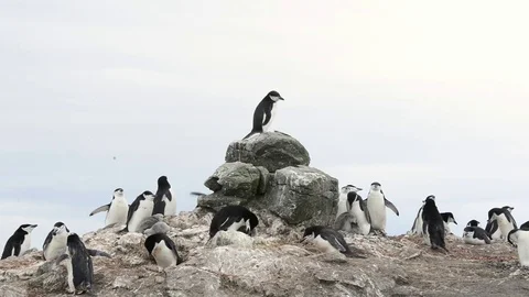 Chinstrap Penguins on the nest Stock Footage 76628021