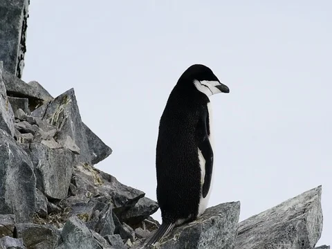 Chinstrap Penguins on the nest Stockbeeldmateriaal 81316715