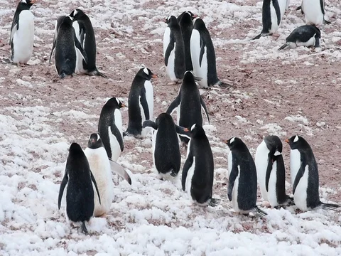Chinstrap Penguins on the nest Stock Footage 81316765